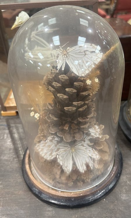 Butterfly and Cone under Dome